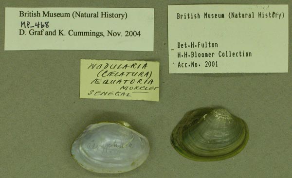 specimen
