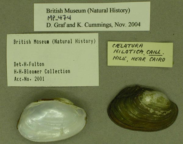 specimen