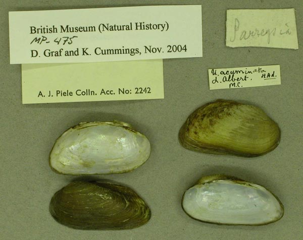 specimen