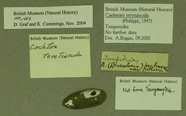 specimen