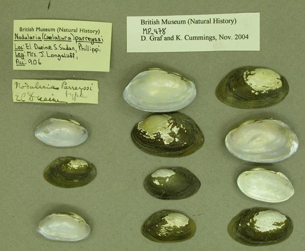 specimen