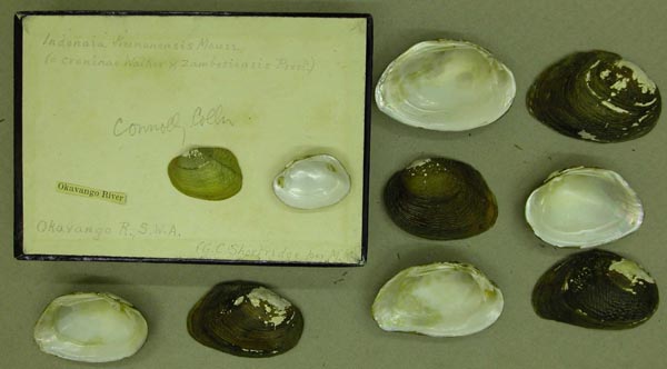 specimen