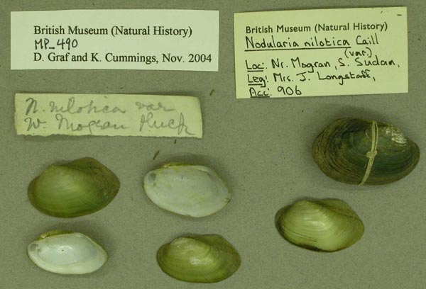 specimen