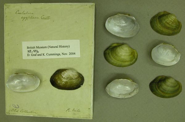 specimen