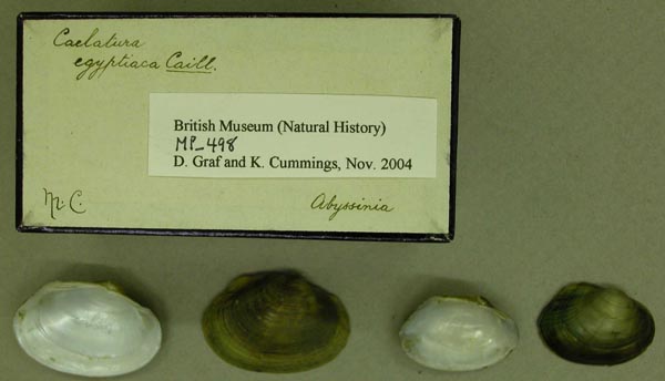 specimen