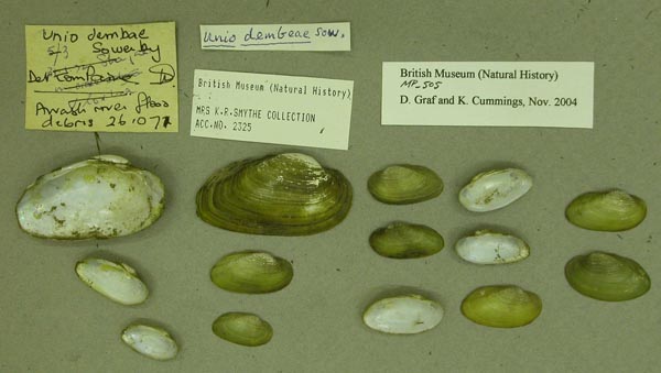 specimen