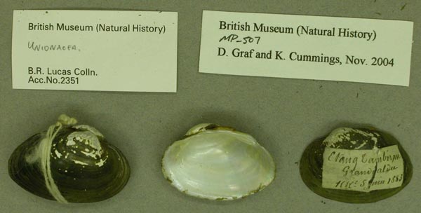 specimen