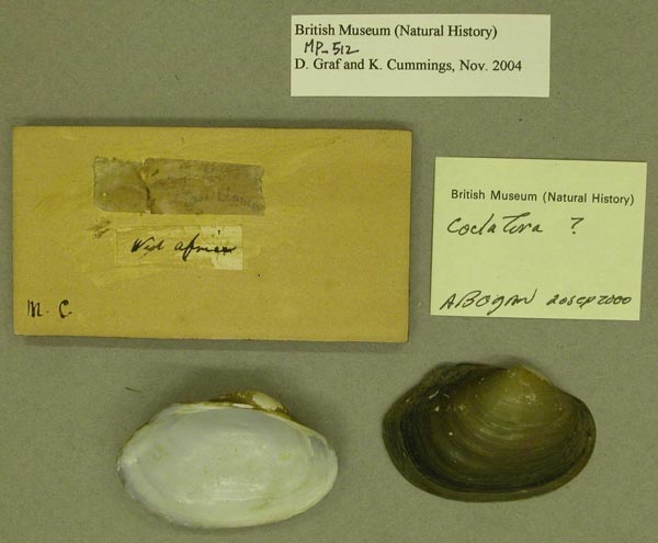 specimen