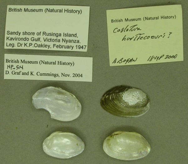 specimen