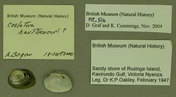 specimen