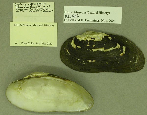 specimen