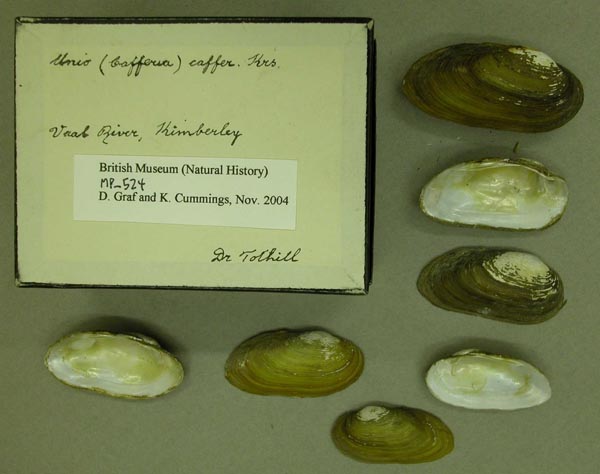 specimen