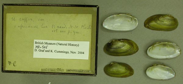 specimen