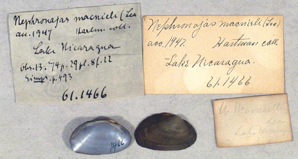 specimen
