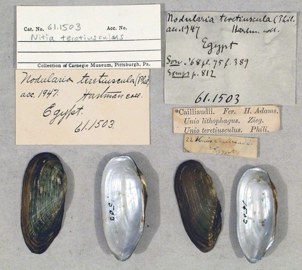 specimen