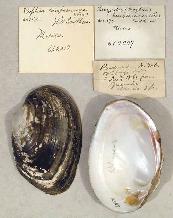 specimen