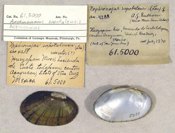 specimen