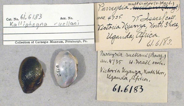 specimen
