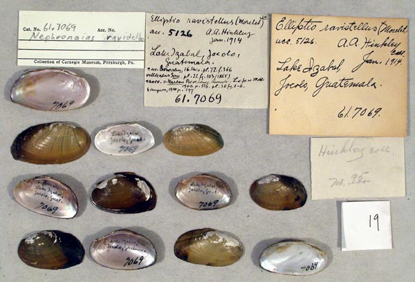 specimen