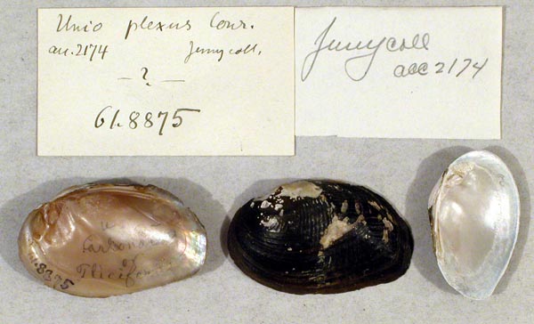 specimen