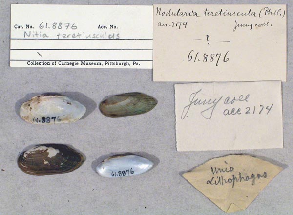 specimen