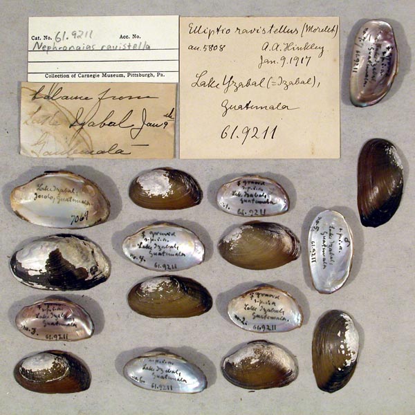 specimen