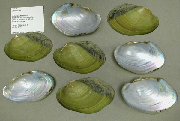 specimen