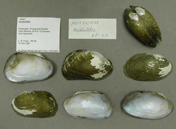 specimen