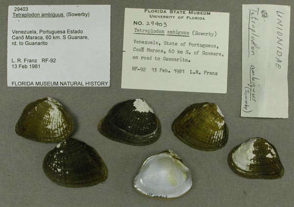 specimen