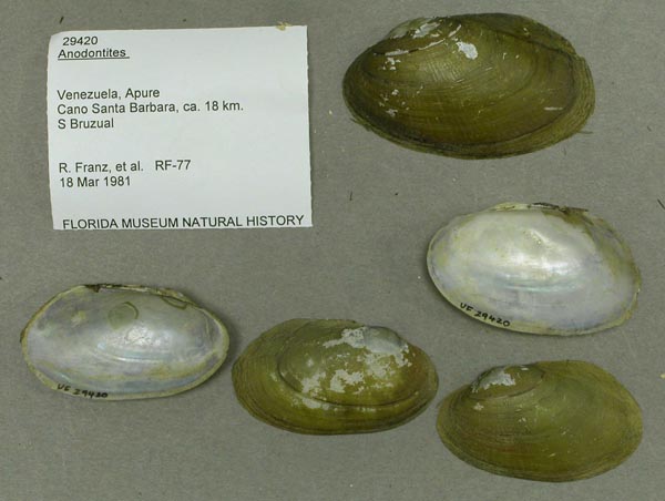 specimen