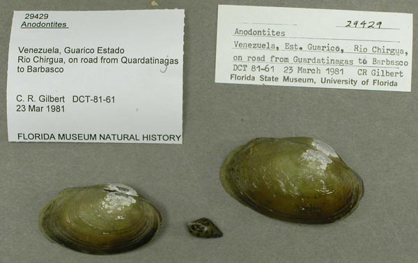 specimen