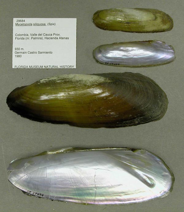 specimen