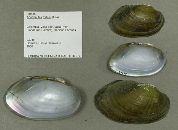 specimen