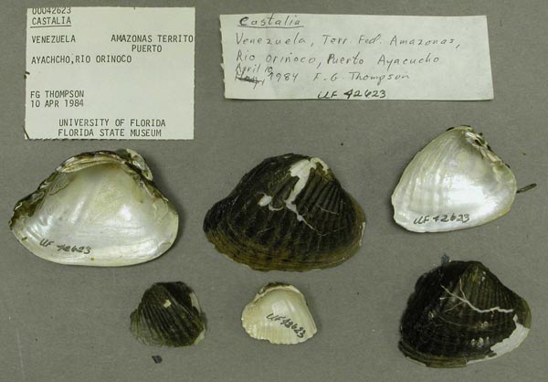 specimen