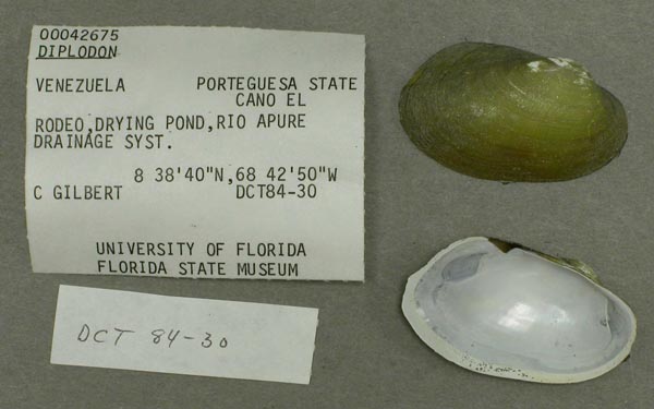 specimen