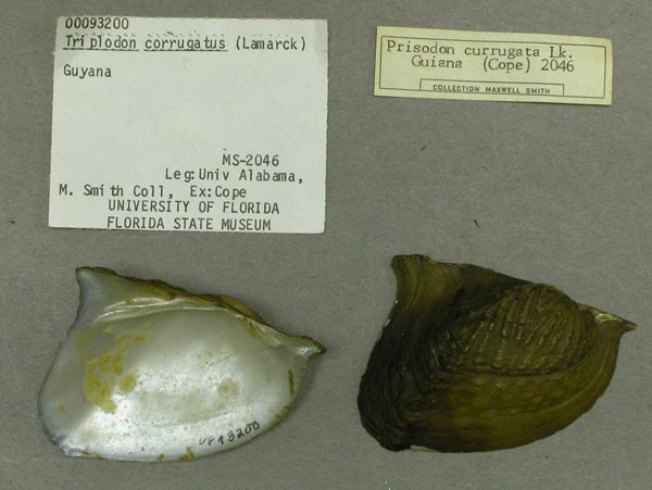 specimen