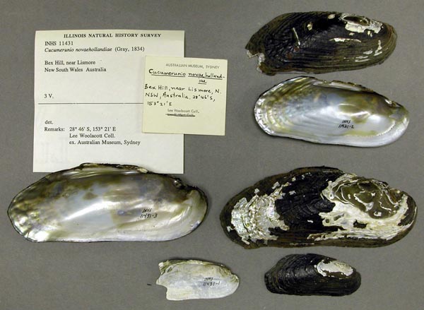specimen