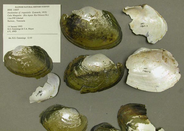 specimen