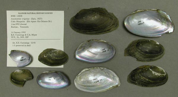 specimen