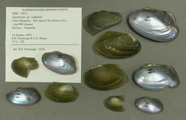 specimen