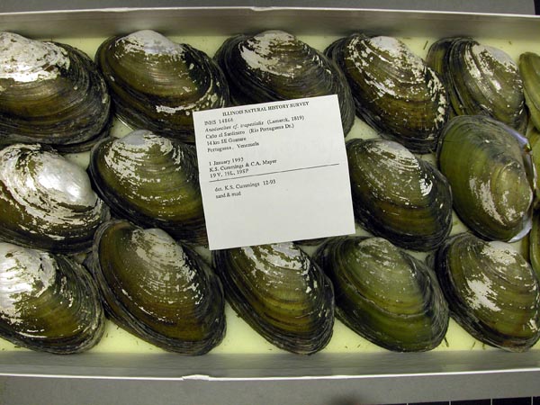 specimen