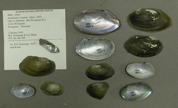 specimen