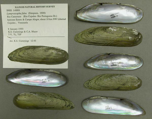 specimen
