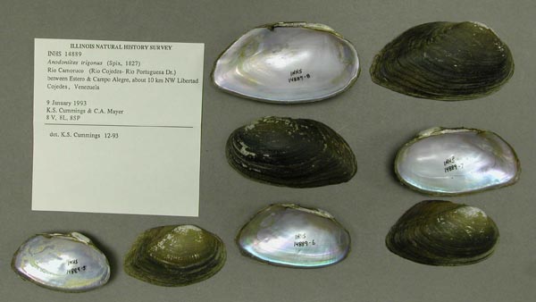 specimen
