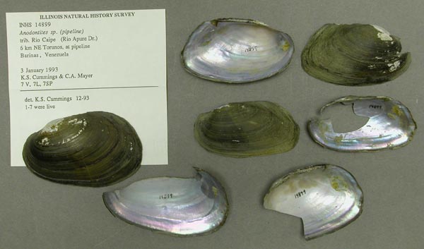 specimen