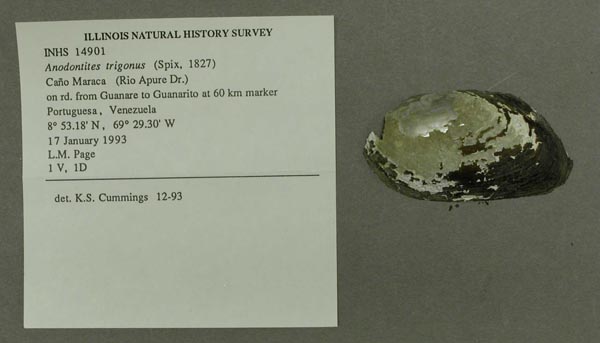 specimen