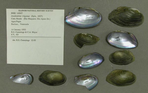 specimen