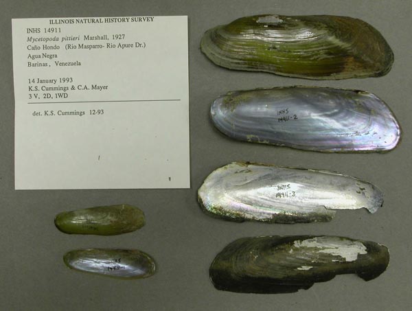 specimen