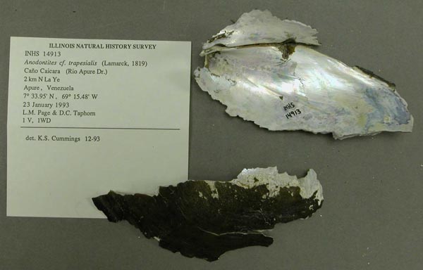 specimen
