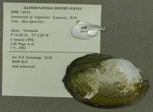 specimen